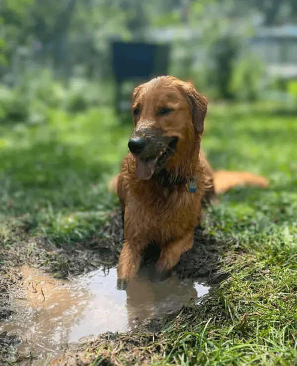 Golden Retriever